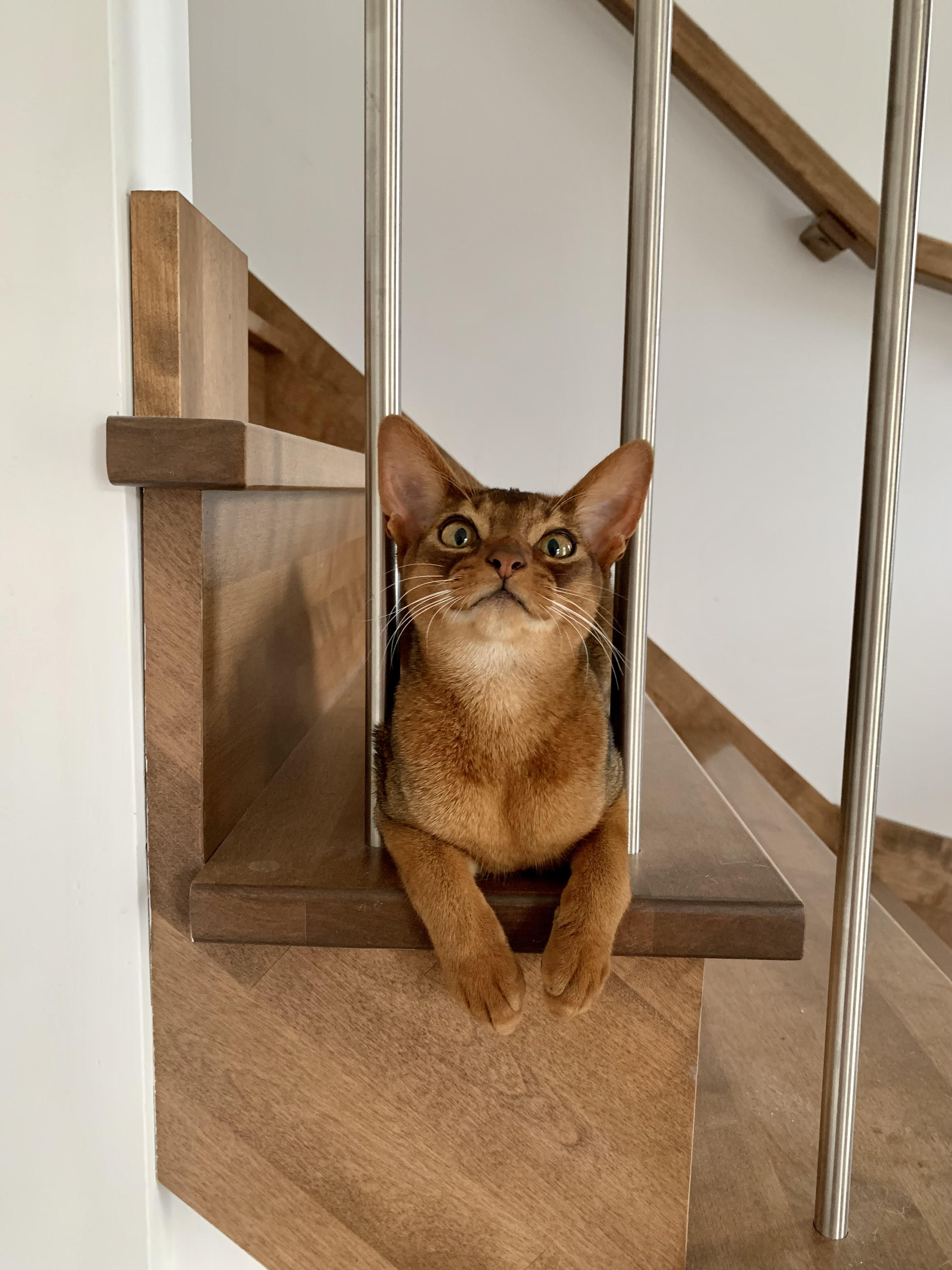 André